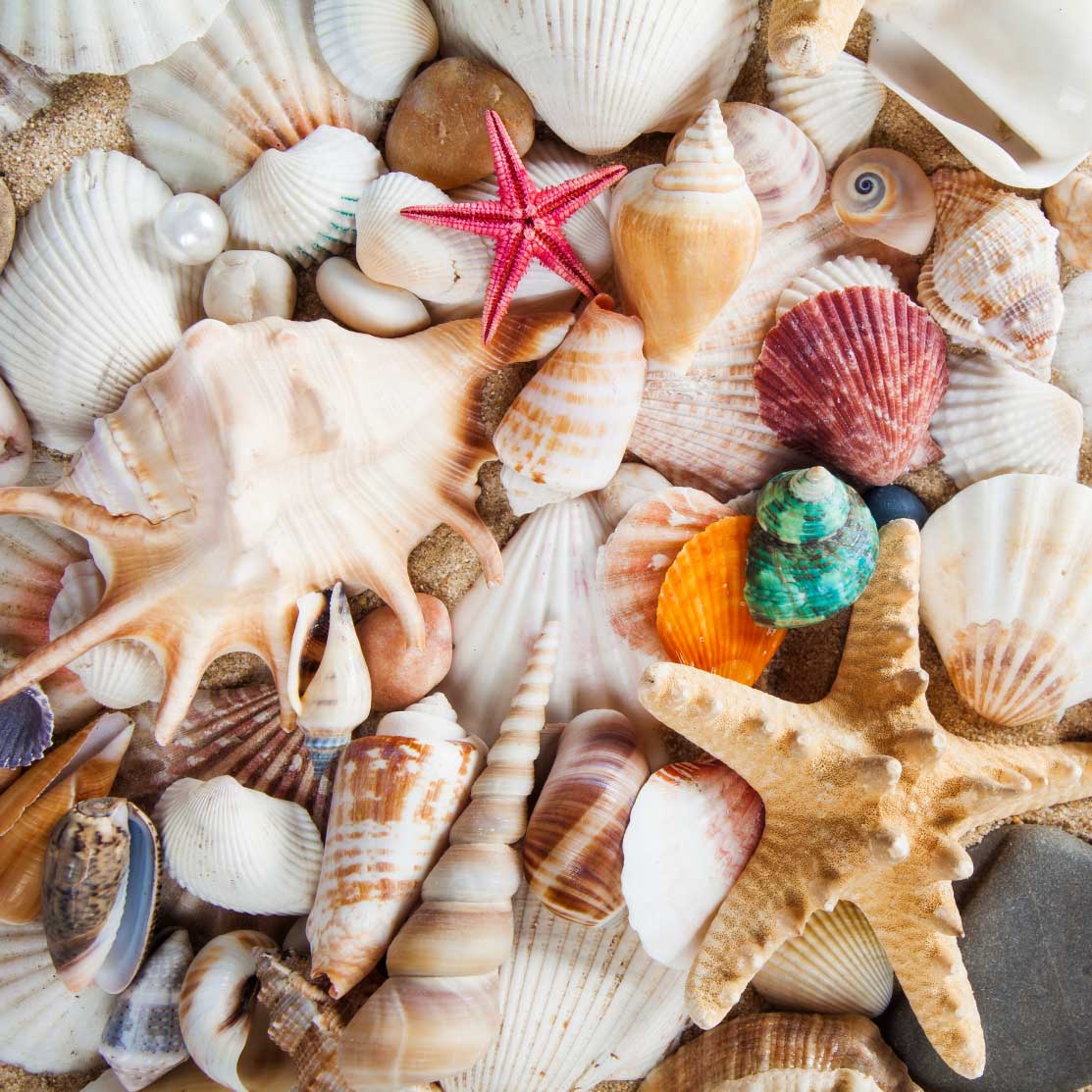 coquillages